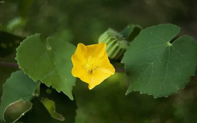 Sử dụng sản phẩm chứa cây cối xay giúp tăng cường thính lực, cải thiện nghe kém