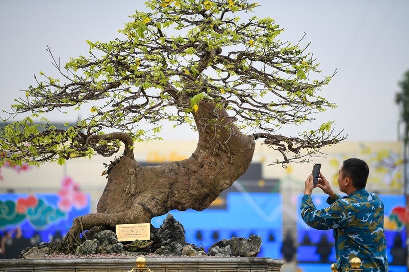 “Thiên phúc Yên Tử” được giới chơi cây đánh giá là một trong những cây mai vàng&nbsp;Yên Tử&nbsp;cổ nhất còn tồn tại