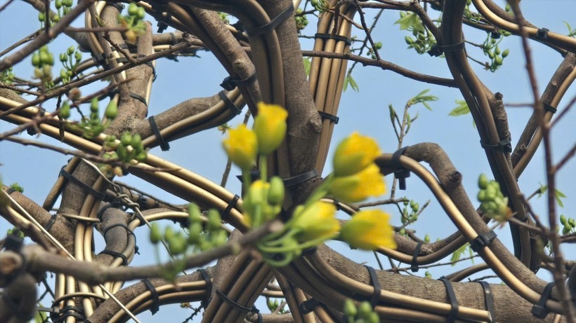 Hoa chưa nở rộ nhưng nụ đã căng tròn, ánh vàng ẩn hiện.