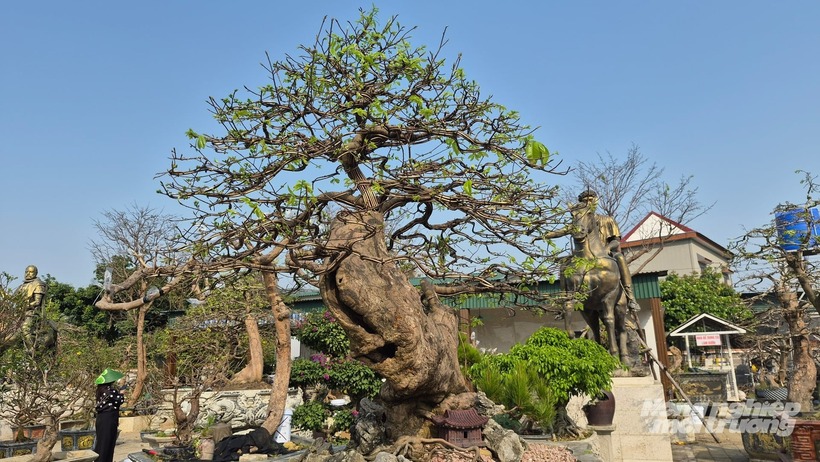 Chiêm ngưỡng vẻ đẹp huyền nhiệm của mai vàng “Thiên Phúc Yên Tử” - 5