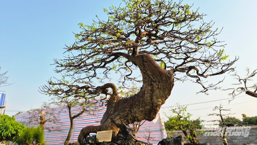 Cây có thân to, gốc lớn, dáng uốn lượn tự nhiên như bị thời gian và thiên nhiên nhào nặn.