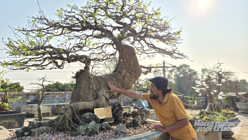 Cây cao khoảng 1m, vanh (chu vi) gốc gần 100cm, vanh thân gần 100cm. Thân cây có dáng lạ, uốn lượn, bề mặt gốc và thân dày, giống như đã “hóa đá” sau hàng trăm năm bám giữ trên vách đá Yên Tử.