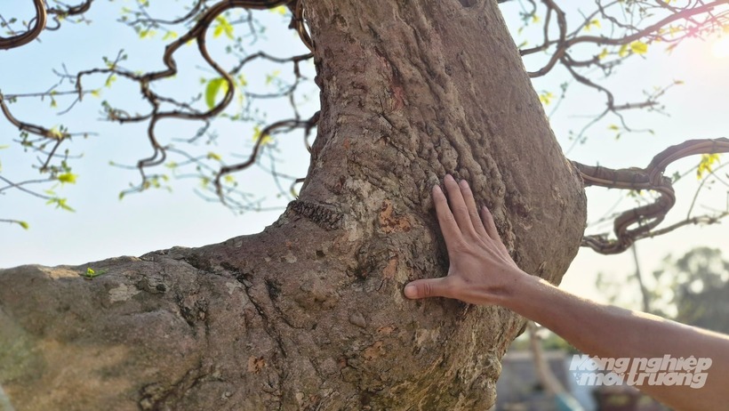 “Thiên phúc Yên Tử” được định giá rất cao, có thời điểm được nhắc đến như cây mai vàng tiền tỷ, thậm chí triệu đô