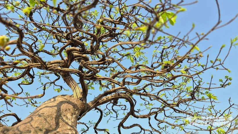 “Thiên phúc Yên Tử” không phải cây mai chỉ để trưng vài ngày xuân. Cây được nhìn nhận như một tác phẩm bonsai nghệ thuật, hội tụ các yếu tố cổ, kỳ, mỹ, văn.