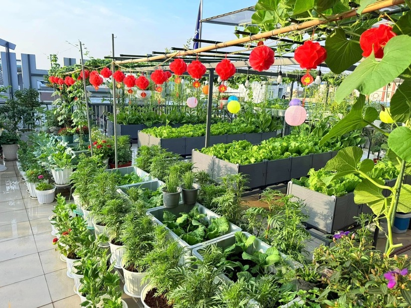 Một vườn rau sân thượng của chị Dương Thị Tưởng trồng đủ loại rau xanh, củ, quả ngon.