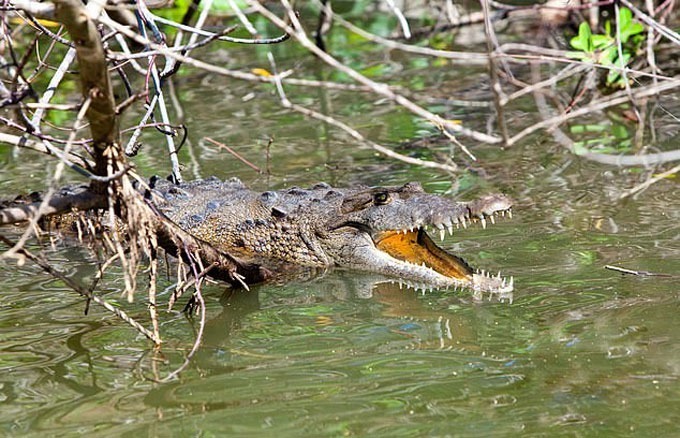 Nạn nhân bị cá sấu cắn khi nhảy xuống sông trốn voi. Ảnh:&nbsp;KKlukiov