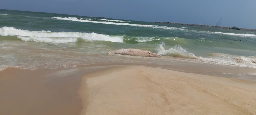 Xác cá voi dạt vào bờ biển tỉnh Quảng Trị. Ảnh: NLĐ