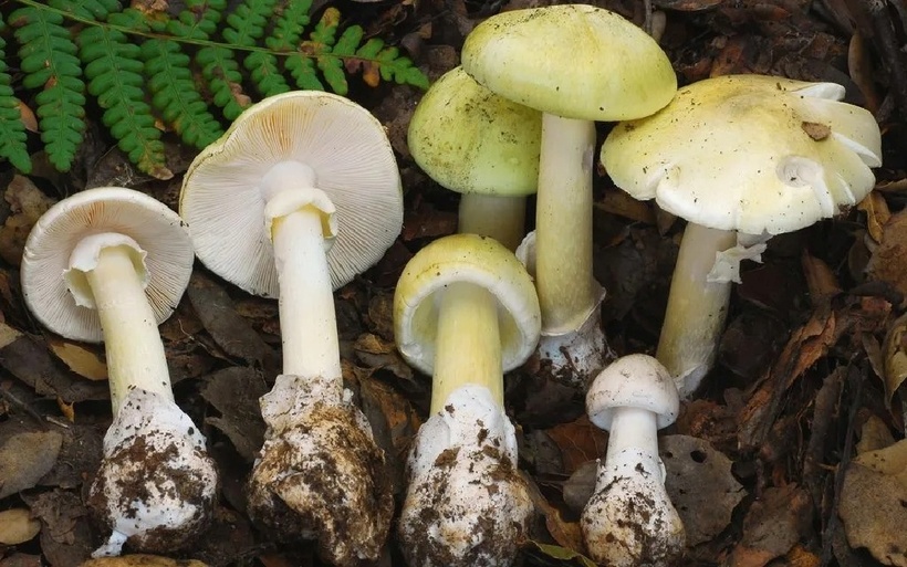 4 người chết, 3 người ghép gan do ăn nhầm "nấm tử thần" tại Mỹ. Ảnh: iStock.