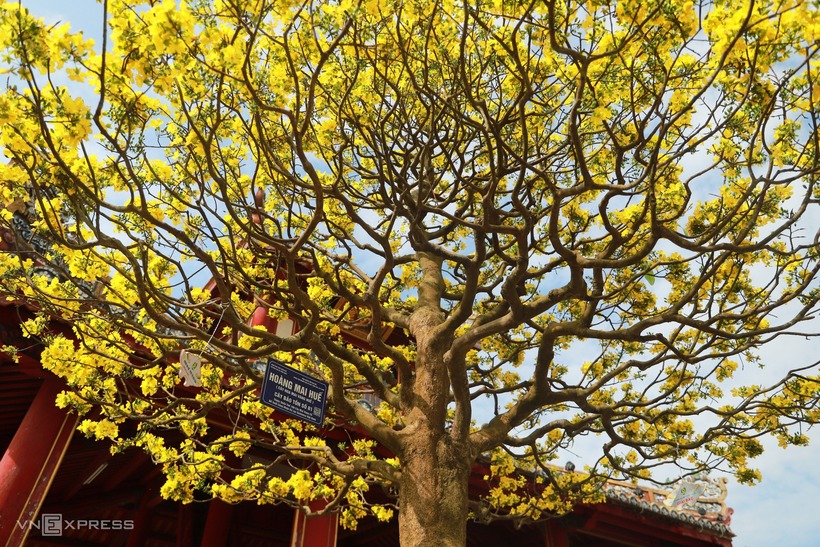Nhiều gốc mai cổ thụ được người chơi định giá 2-3 tỷ đồng.