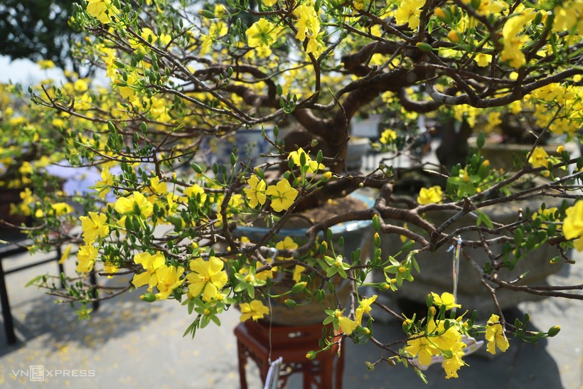 Khác biệt với các dòng mai trên khắp mọi miền, Hoàng mai Huế mang vẻ đẹp riêng biệt với đóa hoa năm cánh thuần khiết, sắc vàng đặc trưng cùng hương thơm thanh tao, dịu nhẹ. Từ lâu, loài hoa này đã kết tinh thành một phần linh hồn trong đời sống tinh thần của người dân cố đô. Không chỉ dừng lại ở ý nghĩa báo xuân, Hoàng mai còn là biểu tượng cho nếp sống và cốt cách con người nơi đây. Hình ảnh những gốc mai rạng rỡ trước ngõ, trong sân vườn hay nép mình bên hiên nhà từ lâu đã trở thành lời chào xuân đầy nhã nhặn của mỗi gia đình xứ Huế.