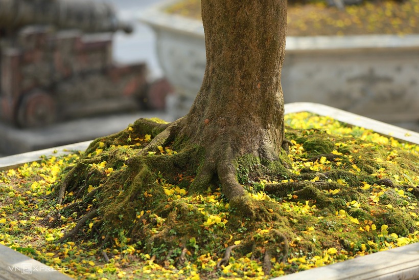 Những gốc Hoàng mai Huế cổ thụ với bộ rễ khủng được nhiều nghệ nhân ưa thích.