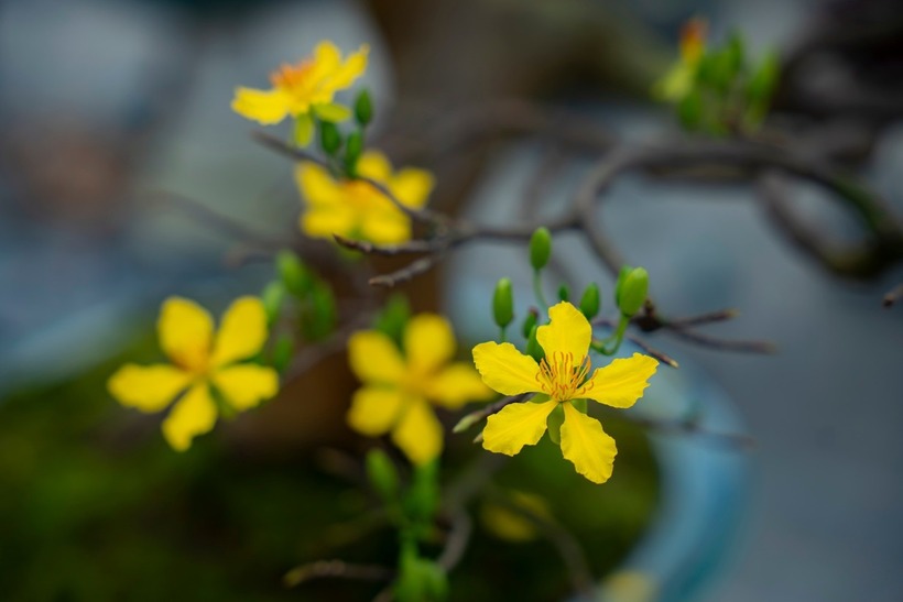 Mỗi tác phẩm được xem là kết tinh của thời gian, tâm huyết và tài hoa của các nghệ nhân, nhà vườn đến từ các chi hội Hoàng mai Huế, thể hiện đạo chơi mai, sự kiên nhẫn và tình yêu dành cho vùng đất Cố đô. Bên cạnh hoạt động trưng bày, ngày hội còn có nhiều chương trình phong phú như cuộc thi "Hoàng mai Huế - Tuyệt tác mùa Xuân" , giao lưu, trao đổi kinh nghiệm trồng, chăm sóc và tạo tác mai; hoạt động đấu giá Hoàng mai Huế; bốc thăm trúng thưởng…