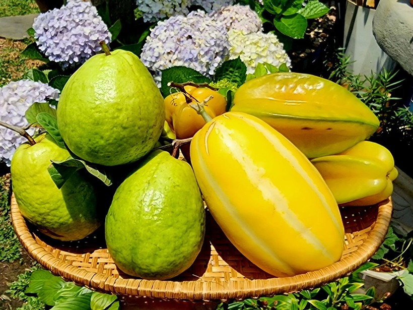 Nhờ khu vườn này, nhiều năm nay gia đình chị hiếm khi phải đi mua các loại rau xanh hay gia vị như chanh, ớt. Dù công việc duy trì vườn tược đòi hỏi nhiều thời gian và công sức, đặc biệt là trong những ngày nắng nóng cao điểm, nhưng chị Nga luôn cảm thấy hạnh phúc và tràn đầy năng lượng khi được hòa mình vào không gian thư giãn và chăm sóc sức khỏe ngay tại căn nhà của mình.