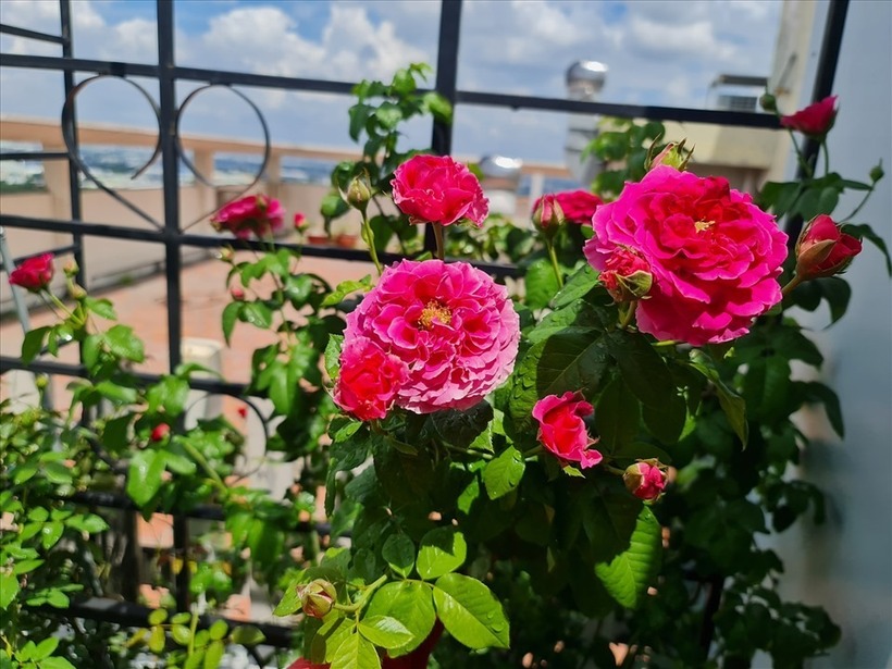 Trong hành trình làm vườn của mình, chị Nga đã chinh phục thành công gần 50 giống hồng ngoại khác nhau. Dù hiện tại khu vườn luôn rực rỡ sắc màu khiến ngay cả người chồng từng không thích hoa hồng cũng trở nên say mê, nhưng những ngày đầu chị đã gặp không ít khó khăn. Chị không lường trước được sự đỏ đỏng của loài hoa này khi dồn nhiều tâm huyết nhưng cây vẫn yếu ớt và không ra hoa.