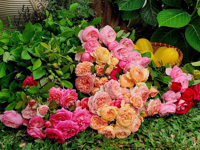 Quy trình chăm sóc hoa hồng của chị Nga cũng rất bài bản với việc sử dụng dịch cá và dịch chuối đậu tương để tưới hàng tuần. Dịch cá được dùng trước khi cắt tỉa để kích thích mầm non, trong khi dịch chuối đậu tương được tưới lúc cây ra nụ để hoa nở đều và đẹp màu.