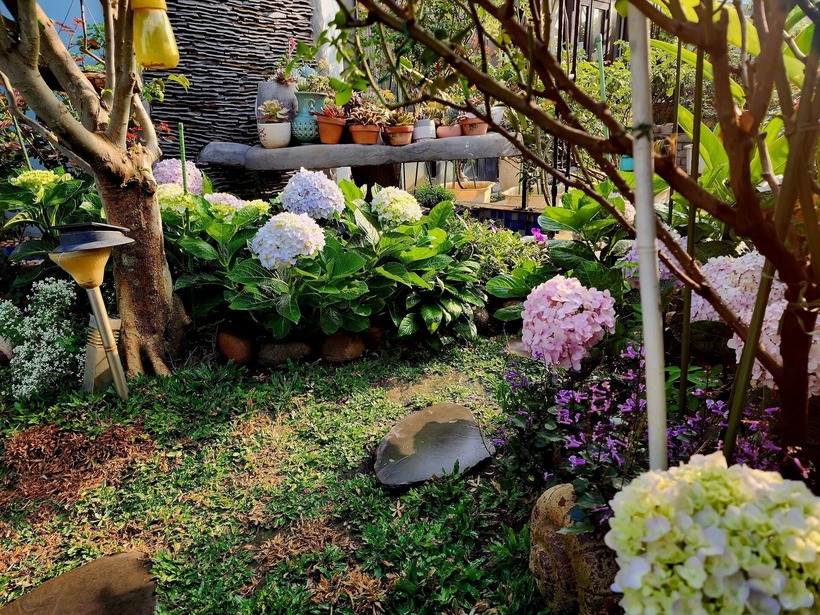 Bên cạnh đó, việc phòng chống nhện, bọ trĩ và nấm bệnh vào mùa mưa cũng đòi hỏi sự kỳ công. Chị thường xuyên lên vườn vào sáng sớm và chiều tối để theo dõi sát sao, kết hợp phun phòng định kỳ bằng thuốc sinh học hoặc dung dịch tự ngâm mỗi 7 đến 10 ngày. Hàng ngày, chị duy trì việc tưới nước 2 lần và cắt tỉa cành già để cây luôn khỏe mạnh, đồng thời ưu tiên chọn những giống hồng bền bỉ, chịu được khí hậu nắng nóng của Bình Dương.