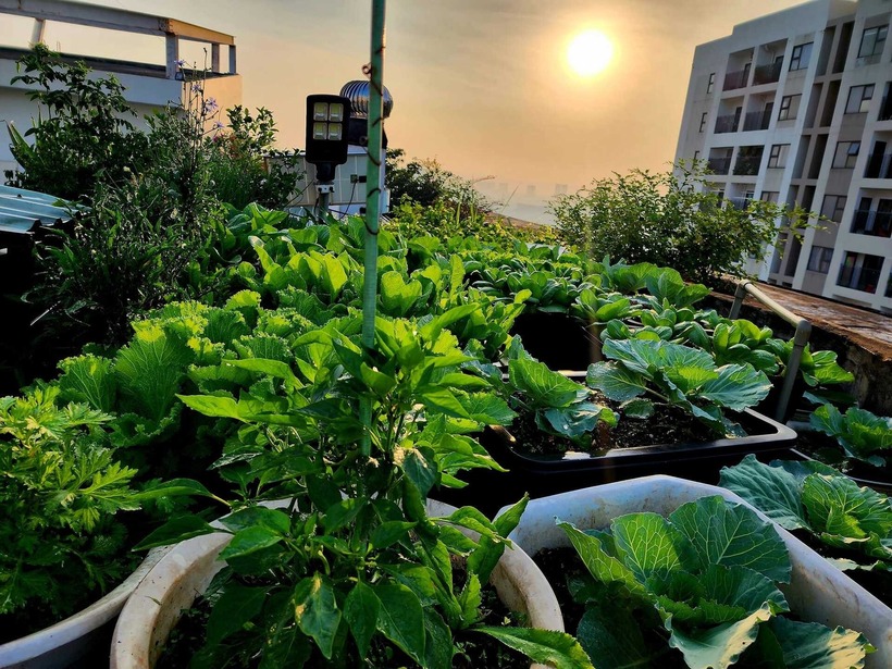 Không chỉ dừng lại ở hoa hồng, khu vườn của chị Nga còn là nguồn cung cấp thực phẩm sạch dồi dào cho gia đình. Chị thường xuyên thu hoạch được ổi, cóc, khế, lựu, táo cùng nhiều loại dưa và cà chua.