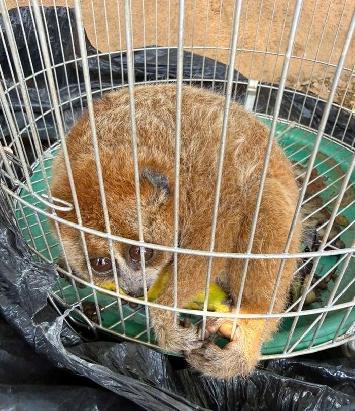 Cá thể Culi quý hiếm. Ảnh: Công an tỉnh Lâm Đồng