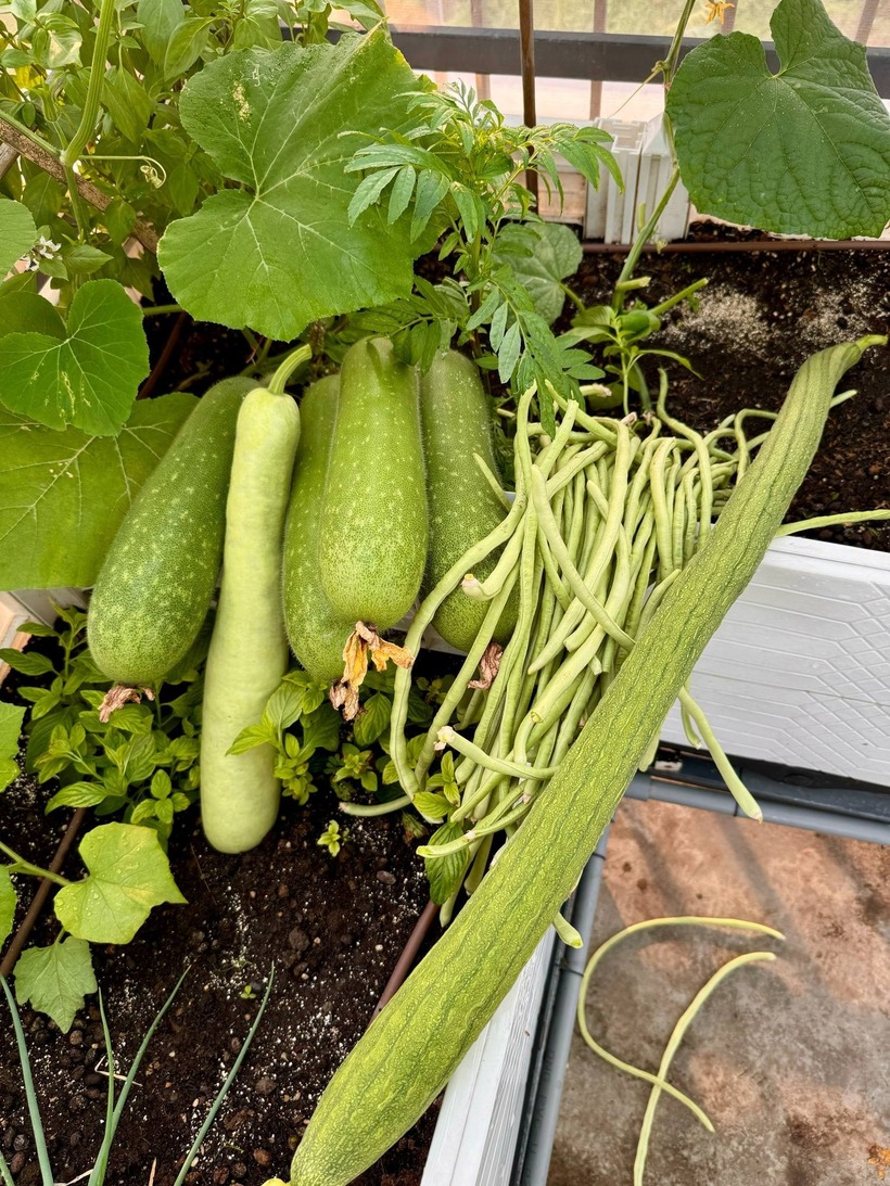 Sau hơn một năm gắn bó với công việc của một "nông dân phố", anh Quốc cảm thấy hài lòng khi nhìn thấy những giá trị tinh thần và sức khỏe mà khu vườn mang lại. Không dừng lại ở đó, anh đang ấp ủ dự định thiết kế thêm một khu vườn dưới mặt đất rộng khoảng 500m2 để chuyên canh hoa hồng và các loại cây ăn trái lâu năm, tiếp tục nối dài niềm đam mê với không gian xanh của mình.