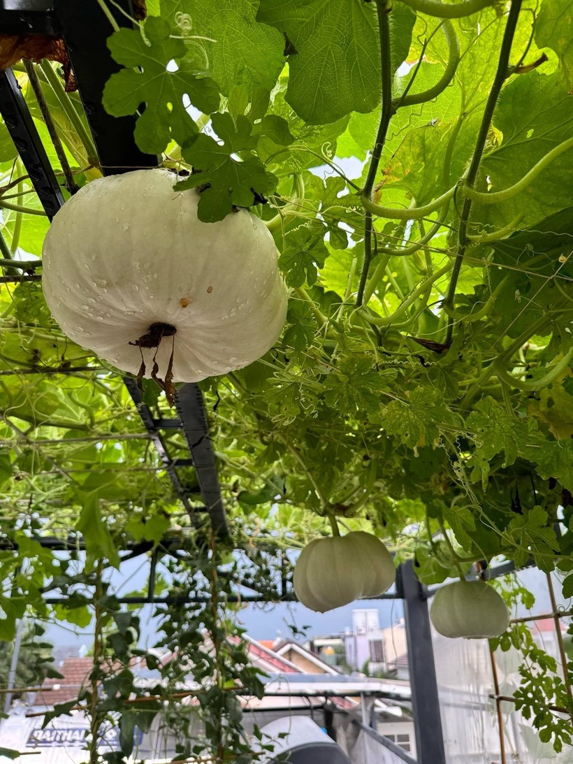 Dù cả hai đều bận rộn với vai trò giám đốc của một chuỗi phòng khám chăm sóc da, nhưng tình yêu dành cho con cái và niềm đam mê nông nghiệp đã trở thành động lực lớn nhất để họ bắt tay vào làm vườn dù chưa từng có kinh nghiệm trước đó.