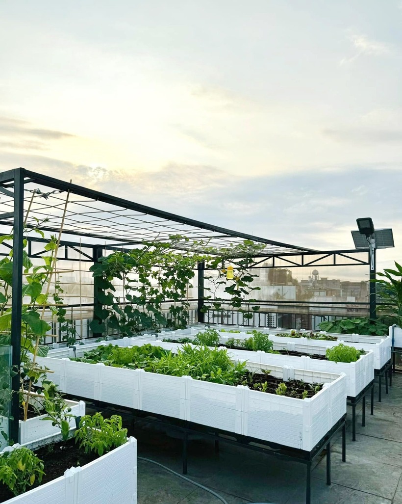 Phía trên cao, anh Quốc thiết kế hệ thống giàn cho các loại cây thân leo như bầu, bí, mướp và dưa hấu để tạo bóng mát tự nhiên. Ở phía dưới, các loại rau màu theo mùa được trồng đan xen cùng nhiều loại cây ăn trái, giúp gia đình chủ động được tới 80% nguồn thực phẩm sạch hàng ngày.