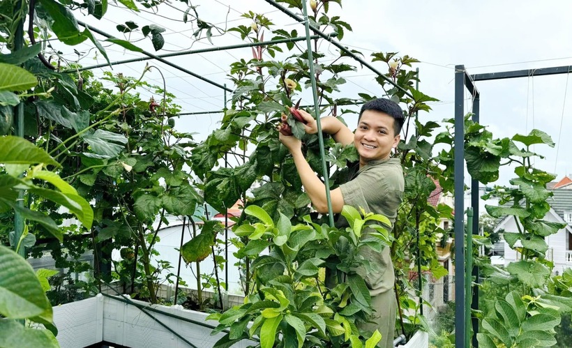 Hiện tại, vườn duy trì khoảng 40 gốc dưa các loại theo hình thức gối đầu để các con luôn có trái cây chín thưởng thức thường xuyên. Anh cũng dự định sẽ nâng quy mô lên hơn 100 gốc dưa vào dịp cuối năm để phục vụ nhu cầu của đại gia đình.