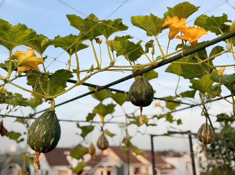 Chia sẻ về bí quyết canh tác, anh Quốc nhấn mạnh rằng khâu quan trọng nhất chính là xử lý giá thể. Việc trộn đất phải đảm bảo đủ dinh dưỡng, sạch mầm bệnh và ủ hoai phân chuồng đúng kỹ thuật.