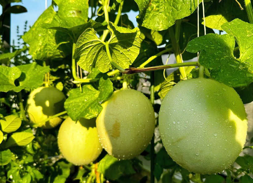 Bên cạnh đó, việc chọn lựa hạt giống kháng bệnh, chịu nhiệt tốt cũng là yếu tố sống còn trong điều kiện thời tiết nắng nóng tại miền Nam. Để khắc phục khó khăn trong việc vận chuyển vật tư lên cao, anh còn nghiên cứu lắp đặt hệ thống ròng rọc, giúp tiết kiệm đáng kể thời gian và sức lao động so với phương pháp thủ công trước đây.