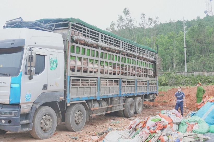 Xe ô tô chở hơn 15 tấn lợn nhiễm dịch tả lợn Châu Phi bị lực lượng Công an phát hiện, ngăn chặn. Ảnh: Cổng thông tin Bộ Công an