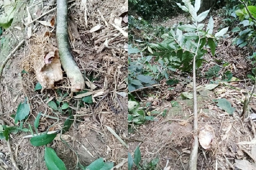 Hình ảnh củ nưa do bệnh nhân cung cấp. Ảnh: BVCC.