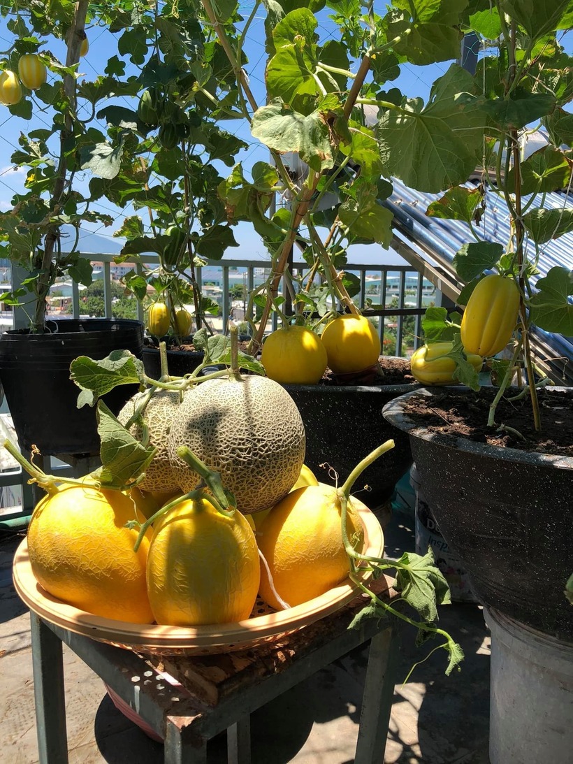 Việc làm vườn không chỉ mang lại niềm vui, sự thư thái sau những áp lực cuộc sống mà còn mở ra cho chị một hướng đi mới.