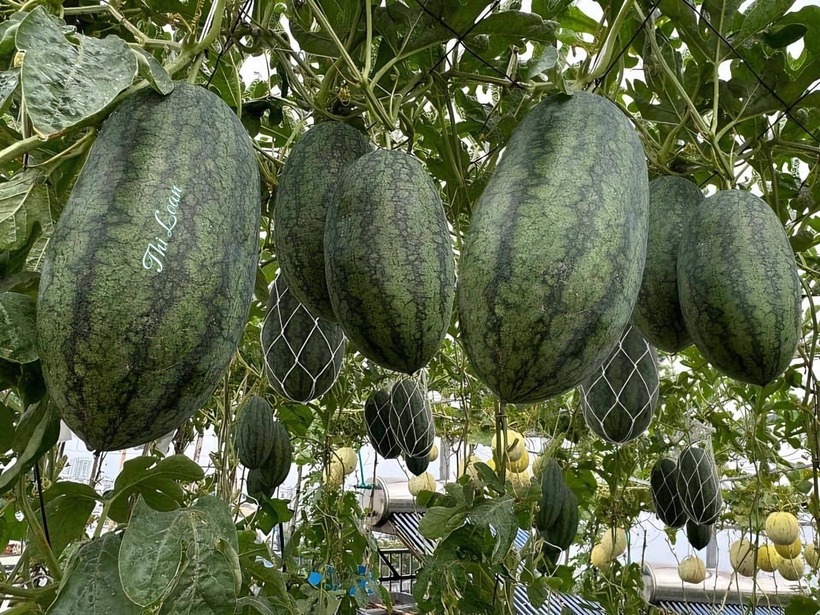 Để có được khu vườn "vạn người mê" như hiện tại, chị Loan đã trải qua không ít khó khăn. Trong vụ dưa đầu tiên, do thiếu kinh nghiệm xử lý nấm bệnh và tuyến trùng, cây chết hàng loạt khiến chị lúng túng.