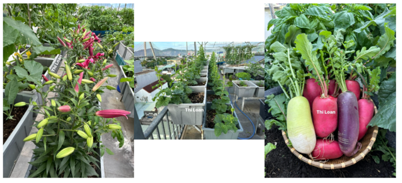 Về công thức đất trồng, chị trộn theo tỷ lệ 50% đất thịt và 50% hỗn hợp tro trấu, xơ dừa, vôi bột, phân bò đã ủ hoai.