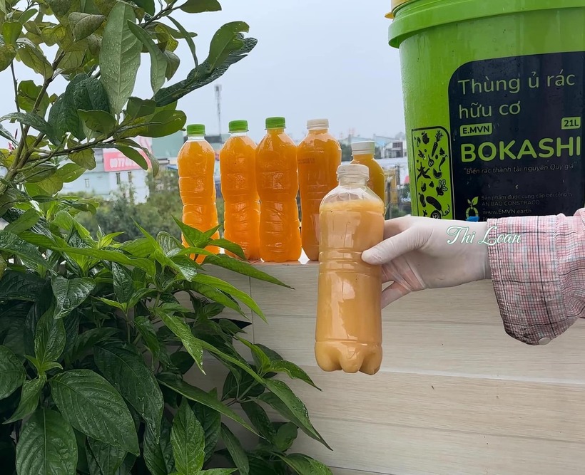 Về việc xử lý mầm bệnh, đất sau mỗi vụ đều được trộn vôi bột và phơi khô. Chị sử dụng nước vôi trong (200g vôi pha 20 lít nước) để phun định kỳ nhằm sát khuẩn cả cây và đất.