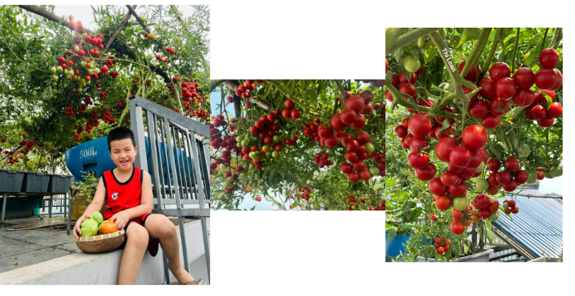 Chị ưu tiên dùng dầu Neem hoặc hỗn hợp thuốc lào ngâm rượu để xua đuổi côn trùng. Nếu cần thiết, chị chỉ sử dụng thuốc trừ sâu sinh học để đảm bảo an toàn tuyệt đối.