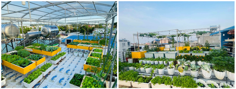 Không chỉ đơn thuần là nơi cung cấp nguồn rau sạch và trái ngọt cho những bữa ăn hàng ngày, không gian này còn trở thành điểm hẹn lý tưởng để người thân, bạn bè tìm đến tham quan, chụp ảnh và thư giãn sau những giờ làm việc căng thẳng.