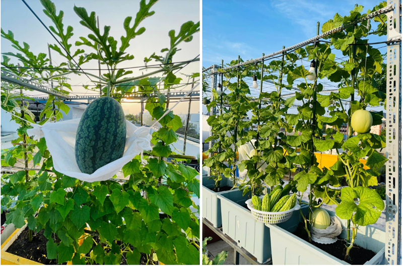 Hành trình kiến tạo "khoảng trời xanh" của chị Chi bắt đầu từ tháng 8/2024. Ban đầu, chị chỉ dự định trồng vài chậu cây nhỏ cho vui mắt, thế nhưng càng chăm bón, tình yêu với cây cỏ trong chị càng lớn dần, thôi thúc chị quyết tâm xây dựng một khu vườn bài bản.