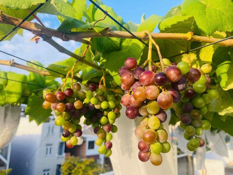 Trong suốt 3 tuần từ khi lên ý tưởng đến lúc thực hiện, khó khăn lớn nhất chính là khâu vận chuyển vật tư lên tầng cao. Chị đã phải chia nhỏ từng đợt đất, chậu và phân bón để mang lên, thậm chí có những thời điểm phải thuê cả cần cẩu hỗ trợ.