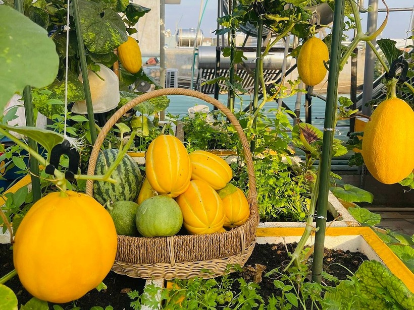 Để có được thành quả như hiện tại, chị Chi đã đầu tư khoảng 30 triệu đồng cho hệ thống mái che, kệ sắt và vật tư nông nghiệp. Đối với chị, đây là mức chi phí hoàn toàn xứng đáng bởi giá trị tinh thần mà khu vườn mang lại là vô giá.