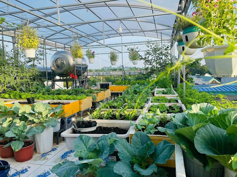 Mỗi ngày, chị đều đặn dành hai tiếng đồng hồ vào buổi sáng và tối để chăm sóc, tỉ mỉ kiểm tra từng kẽ lá. Chị đặc biệt chú trọng đến khâu làm đất, thường xuyên trộn đất theo công thức riêng với tỉ lệ 40% đất xử lý, 20% đất thịt cùng các loại phân hữu cơ và giá thể để đảm bảo độ tơi xốp, giàu dinh dưỡng.