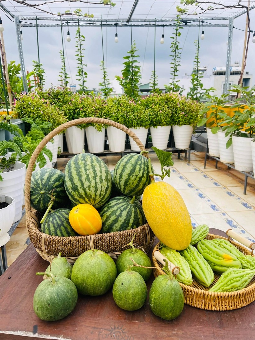 Bí quyết của chị nằm ở việc cung cấp đủ nước, bón phân hợp lý và quan trọng nhất là khâu cắt tỉa, theo dõi sát sao từ lúc cây ra hoa đến khi đậu quả.