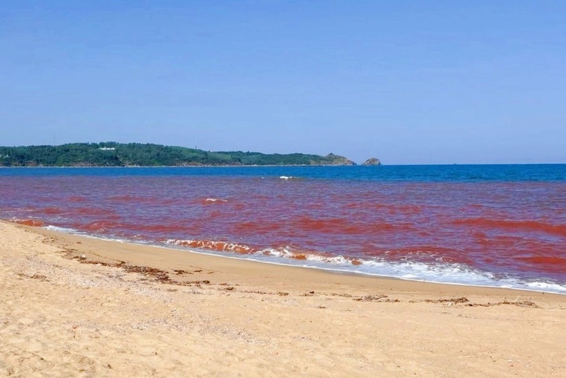 Nước biển ở Gia Lai đổi sang màu nâu đỏ là do "thủy triều đỏ", hay còn gọi là tảo nở hoa. (Ảnh: Dân trí)