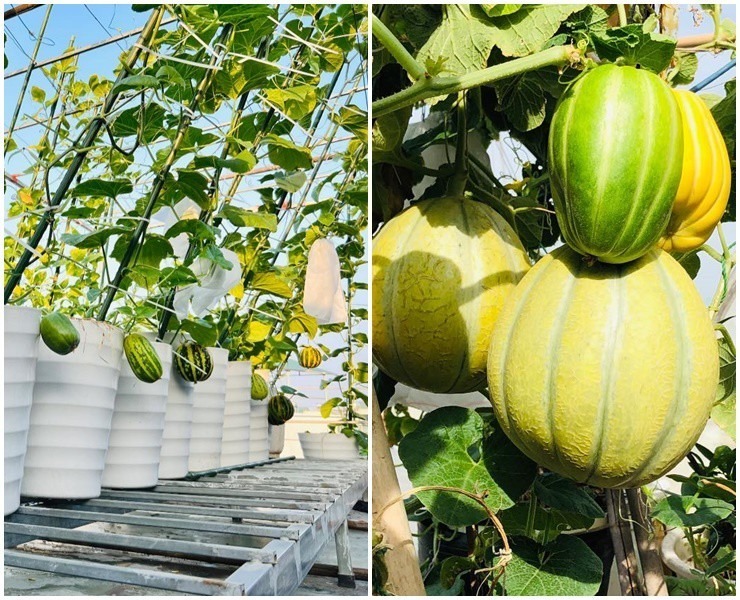 Những quả dưa trên sân thượng nhà chị Phương, cây nào cũng sai quả.