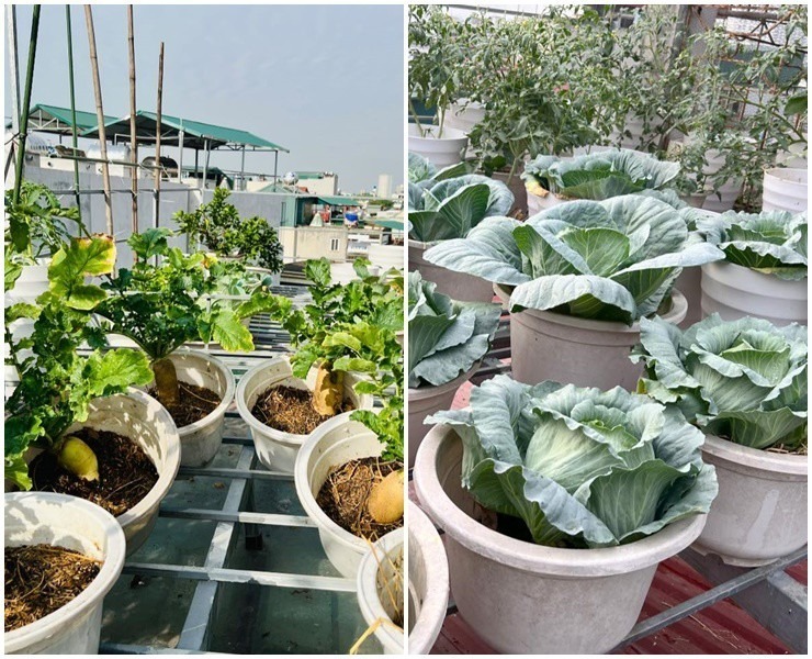 Sân thượng nhà chị rộng 44m2, nhưng do thiết kế nên chia làm nhiều khu riêng biệt, hiện tại vườn được trồng trên diện tích 30m2.