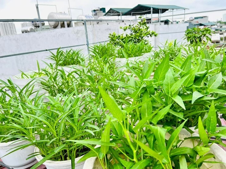 Mùa hè và mùa thu trồng các loại rau mồng tơi, đay, ngót, muống, mùng, hẹ, đậu đũa, dưa lê, dưa bở..., rau gia vị (lá mơ, húng chó, mùi tàu, tía tô, lá lốt, kinh giới).