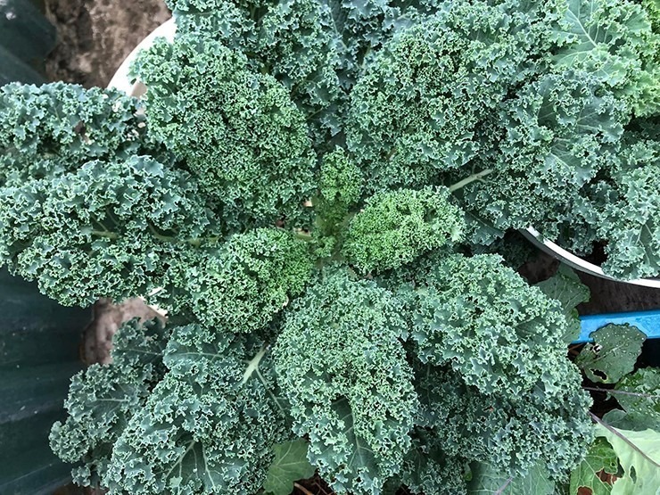 "Công việc của mình khá bận nên những lúc được làm vườn mình cảm thấy thư giãn nhất", chị Phương bày tỏ.