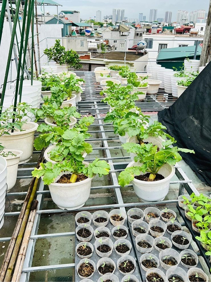 Nhiều năm nay, nhờ có vườn rau củ trên sân thượng mà gia đình chị có rau sạch 4 mùa cùng nhiều loại quả.