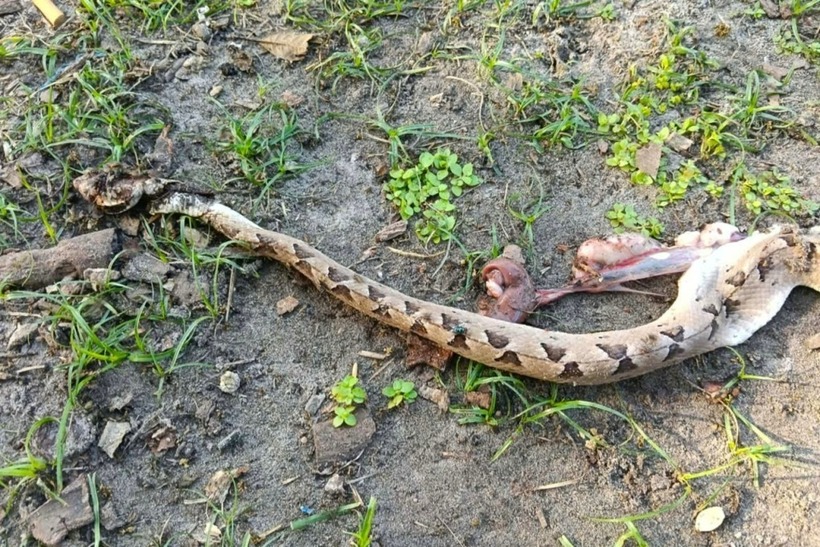 Con rắn chàm quạp bị đập chết sau khi cắn cụ bà. Ảnh: Vnexpress.
