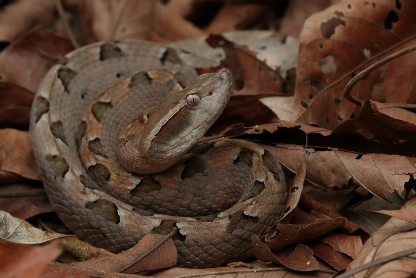 Rắn chàm quạp là một trong những loài rắn có nọc độc mạnh. Ảnh minh họa