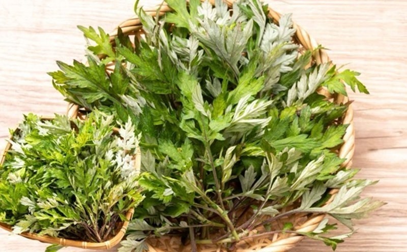 Ngải cứu chứa nhiều hợp chất và tinh dầu có khả năng giúp giảm đau và hỗ trợ sức khỏe.